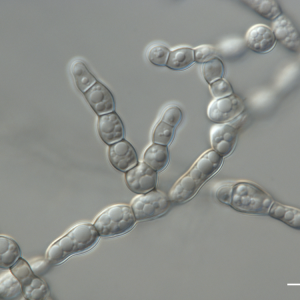 Grzyb Formicomyces microglobosus. Fot. M. Piątek, I. Siedlecki