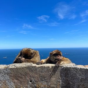 Aleksandra Musiałowska, Instytut Lingwistyki Stosowanej UW, Gibraltar, Wielka Brytania