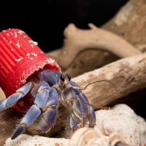 Krab pustelnik w plastikowej muszli. Fot. Shawn Miller/Okinawa Nature Photography