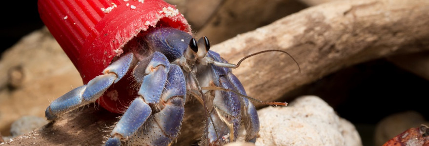 Krab pustelnik w plastikowej muszli. Fot. Shawn Miller/Okinawa Nature Photography