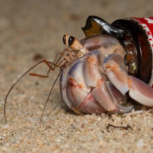 Krab pustelnik w „sztucznej” muszli. Fot. Shawn Miller/Okinawa Nature Photography