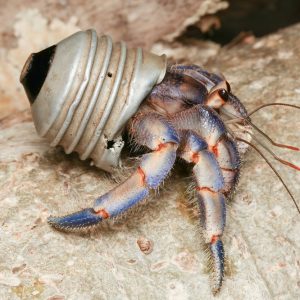 Krab pustelnik w „sztucznej” muszli. Fot. Shawn Miller/Okinawa Nature Photography