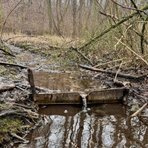 Zastawka w okolicy źródła przy Królikarni (Wierzbno). Fot. Weronika Skorupa