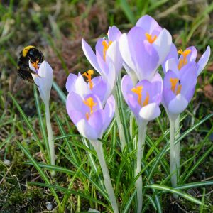 Otwarcie Ogrodu Botanicznego. Źródło: Ogród Botaniczny