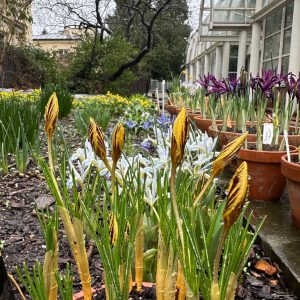 Otwarcie Ogrodu Botanicznego. Źródło: Ogród Botaniczny