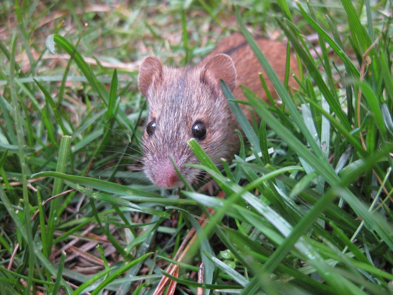 Zmiennocieplne ogony myszarek