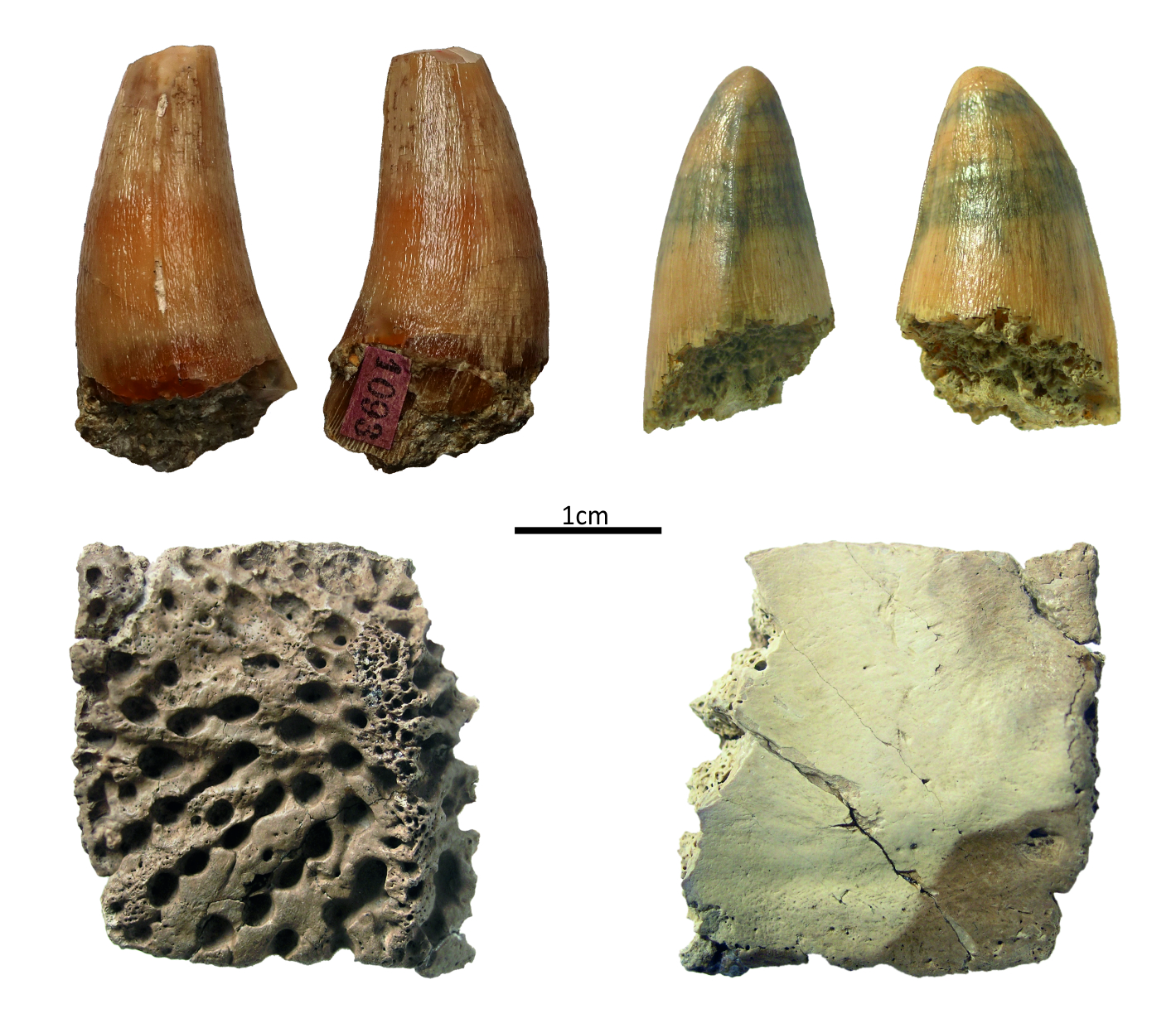 Szczątki krokodyla w kopalni