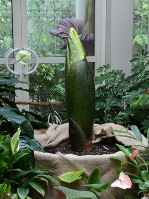 Dziwidło olbrzymie. Fot. Ogród Botaniczny UW