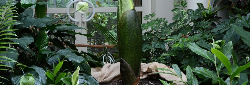 Dziwidło olbrzymie. Fot. Ogród Botaniczny UW