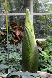 Dziwidło olbrzymie. Fot. Ogród Botaniczny UW