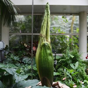 Dziwidło olbrzymie. Źródło: Ogród Botaniczny UW