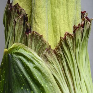 Dziwidło olbrzymie. Źródło: Ogród Botaniczny UW