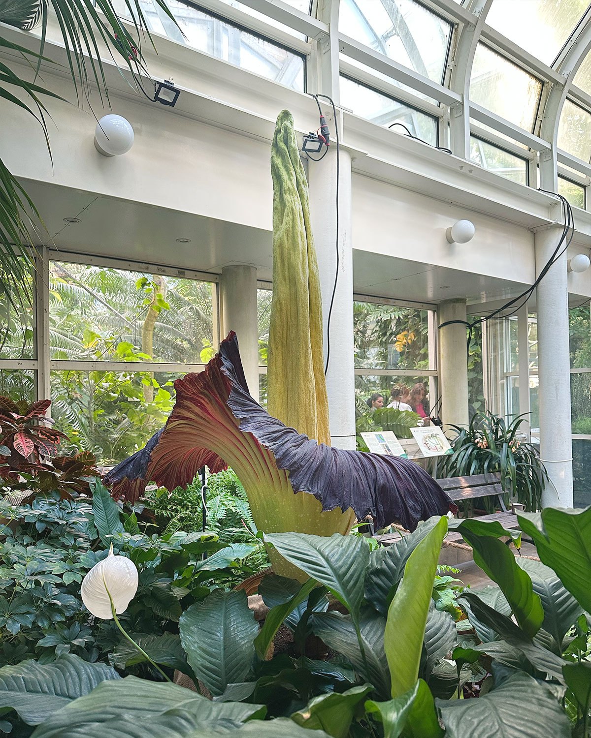 Dziwidło olbrzymie zakwitło po raz drugi