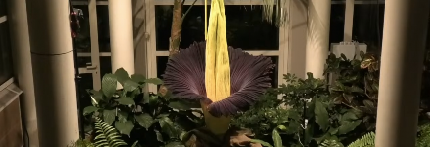 Dziwidło olbrzymie. Źródło: Ogród Botaniczny UW