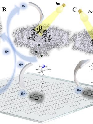 Grafika ilustrująca artykuł w czasopiśmie „Advanced Functional Materials”.