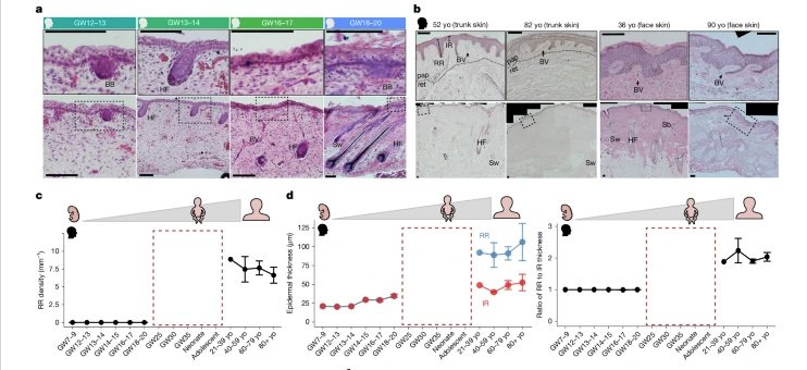 Jak powstają grzebienie naskórkowe?