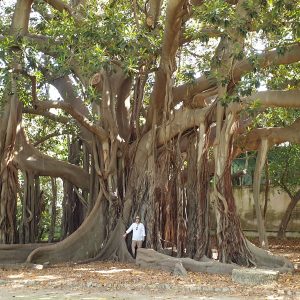 Prof. Marcin Zych przy niemal dwustuletnim figowcu wielkolistnym Ficus macrophylla. Źródło: archiwum prywatne